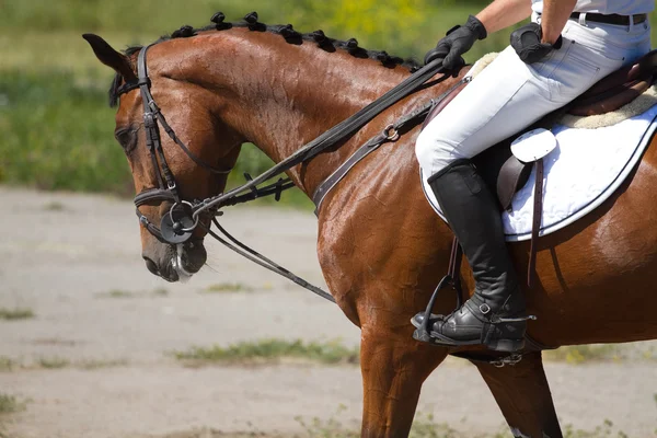 Dressurpferd — Stockfoto