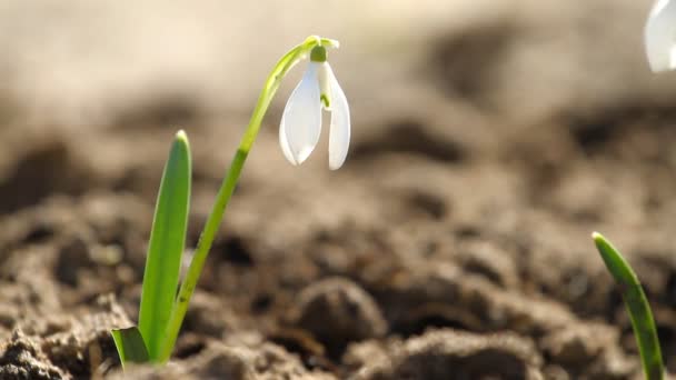 Flor blanca nevada — Vídeos de Stock