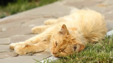 Kırmızı kedi rahatlatıcı