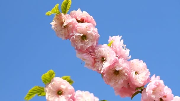 Flor rosa sakura — Vídeos de Stock