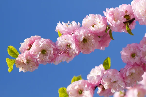 桃花粉色樱花 — 图库照片