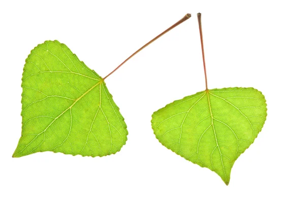 Тополя листя ізольовані — стокове фото