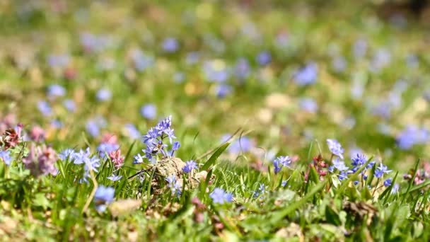 Frühlingsblumen Scilla bifolia . — Stockvideo