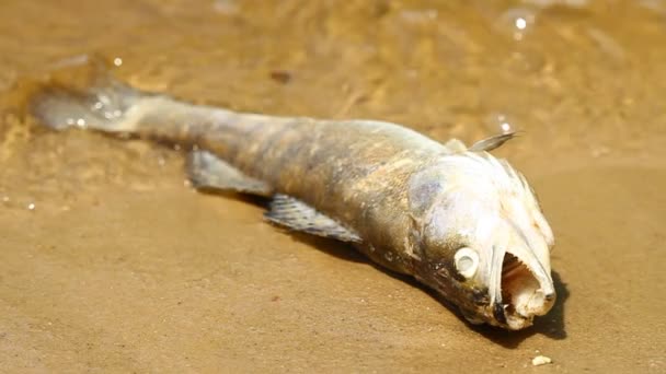 Död fisk i floden — Stockvideo