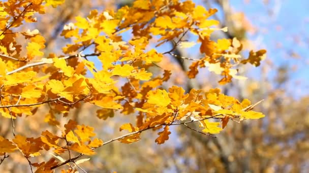 Listy podzimního dubu. — Stock video