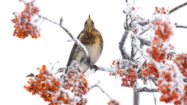 Thrush on the rowan berry tree. — Stock Video