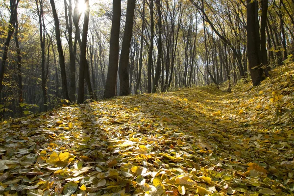 Javorové listy v podzimním parku — Stock fotografie