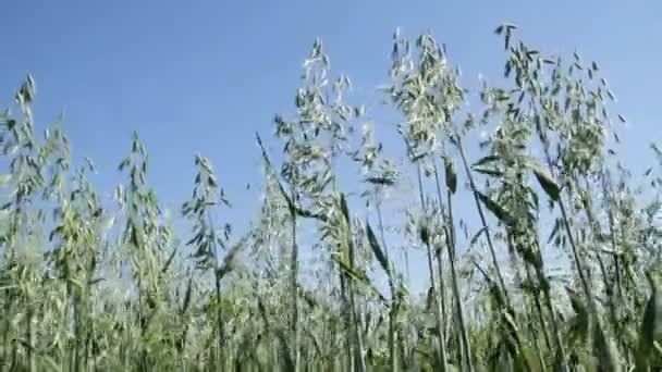 Unripe oat on the sky. — Stock Video