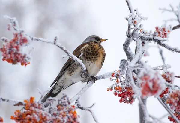 Aroma cococoțat pe un copac rowan — Fotografie, imagine de stoc