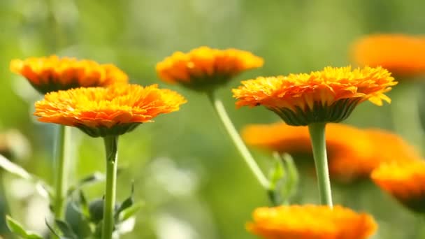 开花的花的金盏花 — 图库视频影像