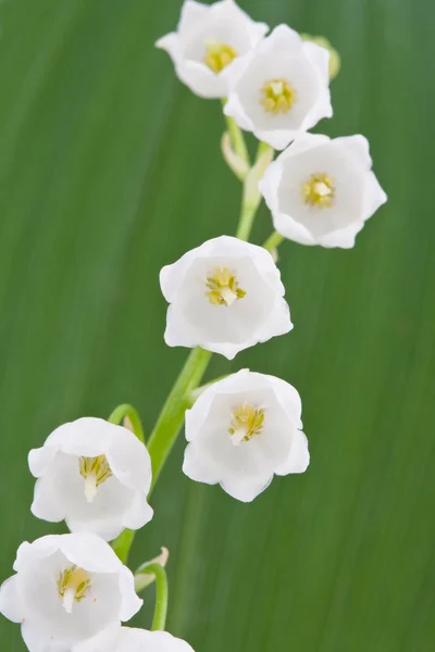 Liljekonvalj blommor — Stockfoto