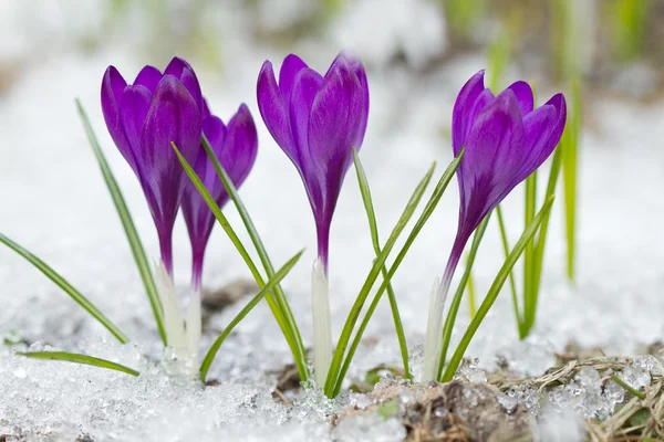 Fiori di crochi viola — Foto Stock