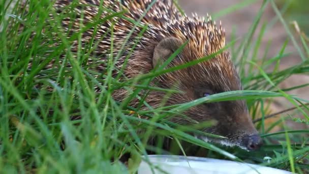 Igel trinkt Milch — Stockvideo