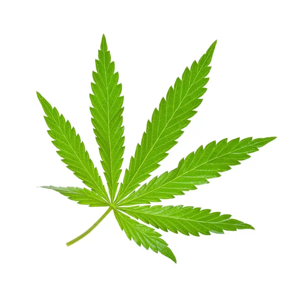 izole marihuana yaprağı