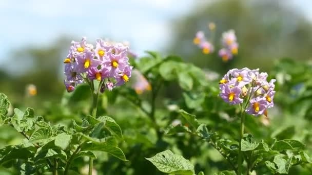 Flowers of potato. — Stock Video