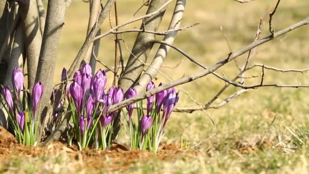 Фиолетовые крокусы с ползунком — стоковое видео