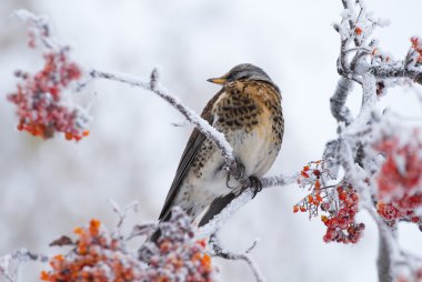 Rowan ağacı üzerinde ardıç kuşu 