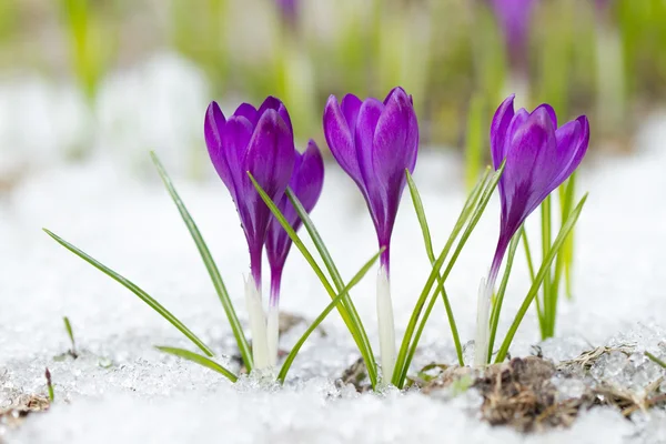 Violet crocuses flowers — Stock Photo, Image