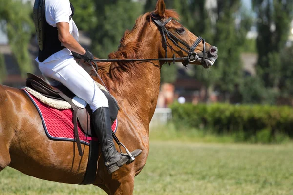Drezurní kůň a jezdec . — Stock fotografie