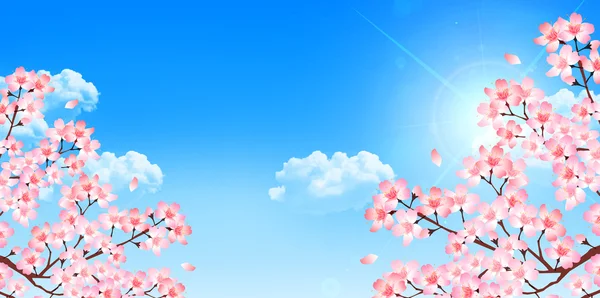 Cherry spring flower background — Stock Vector