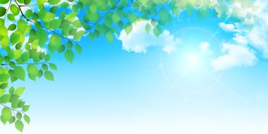 Taze yeşil yaprak ağacı arka planı