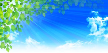 Taze yeşil yaprak ağacı arka planı