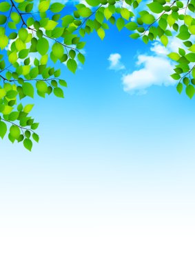 Taze yeşil yaprak ağacı arka planı