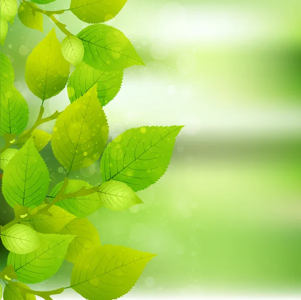 Frische grüne Blatt Baum Hintergrund — Stockvektor