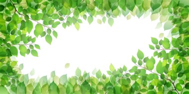 Yaprak ağaç taze yeşil arka plan