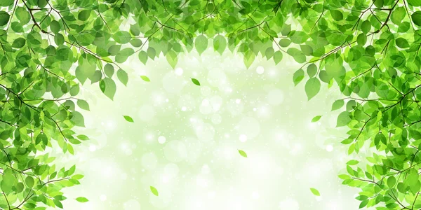 List stromu čerstvé zelené pozadí — Stockový vektor
