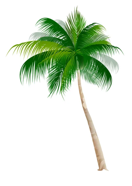 Palm summer tropical icon — Stock Vector