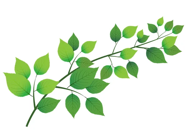 Blad boom verse groene achtergrond — Stockvector