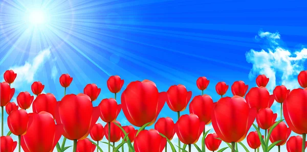 Tulip flower landscape background