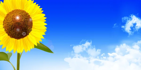 Sonnenblume Sommer Landschaft Hintergrund — Stockvektor