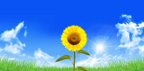 Літній пейзажний фон соняшнику — стоковий вектор
