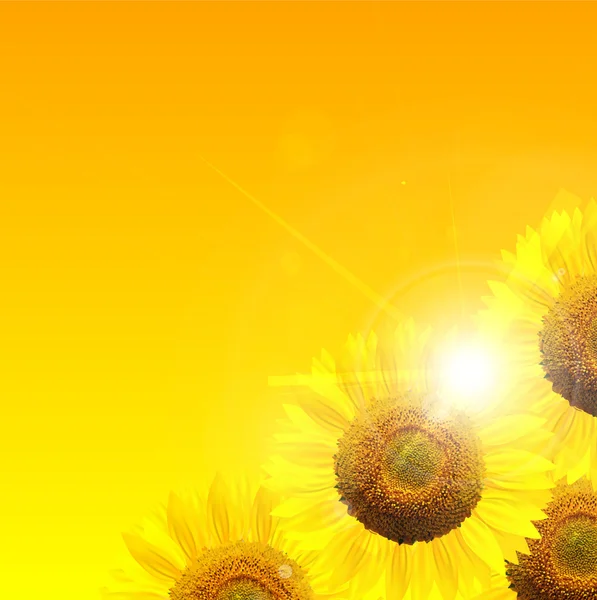 Sunflower summer landscape background — Stock Vector