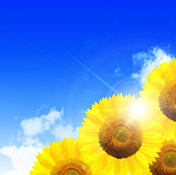 Sunflower summer landscape background — Stock Vector