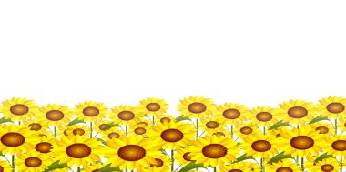 Ayçiçeği yaz manzara arka plan