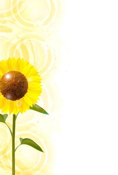 Sunflower summer summer greeting background — Stock Vector