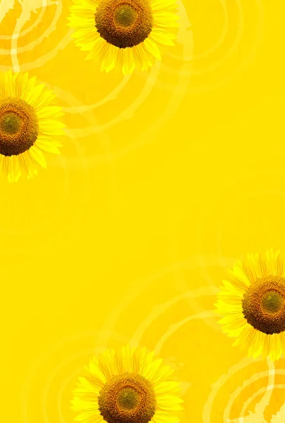 Girasol verano saludo fondo de verano — Vector de stock