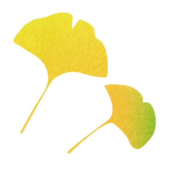 Ginkgo otoño hojas caída icono — Vector de stock