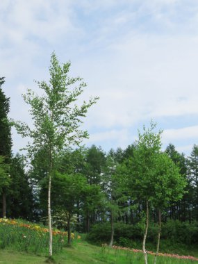 Huş ağacı gökyüzü manzara arka plan