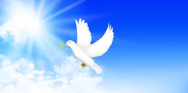 Horoz güvercin kartpostal arka plan