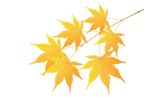 Daun musim gugur daun jatuh ikon daun - Stok Vektor