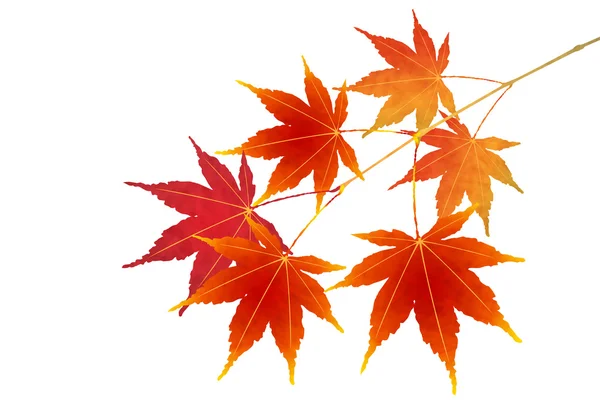 Daun musim gugur daun jatuh ikon daun - Stok Vektor