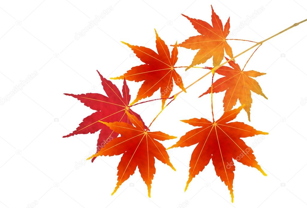 無料印刷可能紅葉 落ち葉 花の画像 無料印刷可能紅葉 落ち葉 花の画像