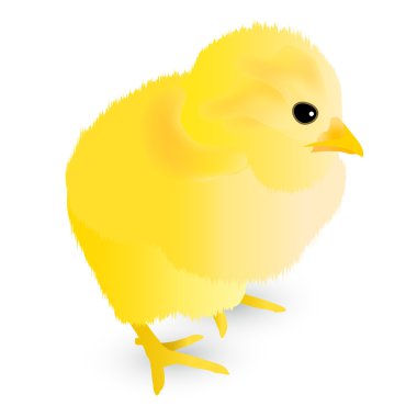 Horoz piliç tebrik kartları simgesi