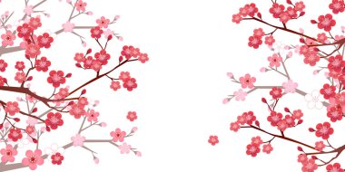 Erik ağacı bahar çiçeği arkaplanı