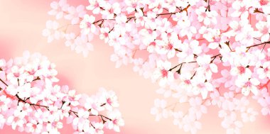 Kiraz ağacı manzarası bahar arkaplanı