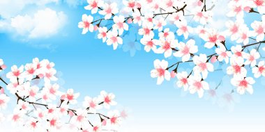 Kiraz ağacı manzarası bahar arkaplanı